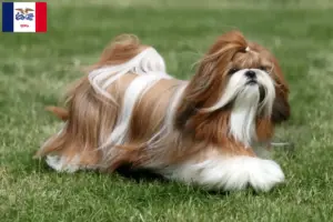 Read more about the article Shih Tzu breeders and puppies in Iowa