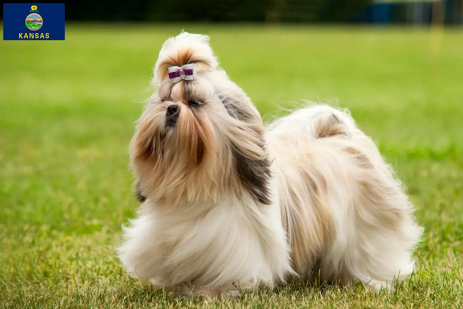 Shih Tzu puppies and breeders Kansas Find Shih Tzu breeders in Kansas here.