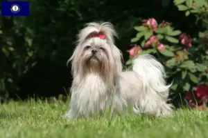 Read more about the article Shih Tzu breeders and puppies in Kentucky