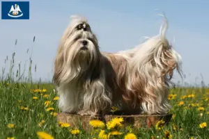 Read more about the article Shih Tzu breeders and puppies in Louisiana