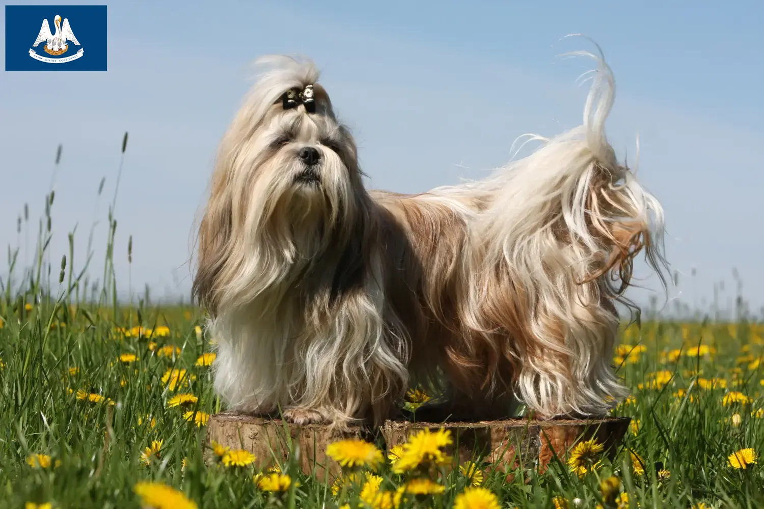 Shih Tzu puppies and breeders Louisiana Find Shih Tzu breeders in Louisiana.