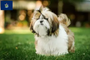 Read more about the article Shih Tzu breeders and puppies in Maine