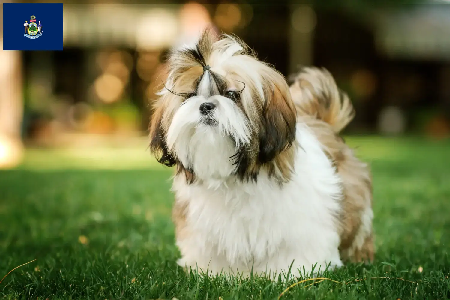 Shih Tzu puppies and breeders Maine Find Shih Tzu breeders in Maine here.