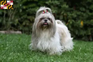 Read more about the article Shih Tzu breeders and puppies in Maryland