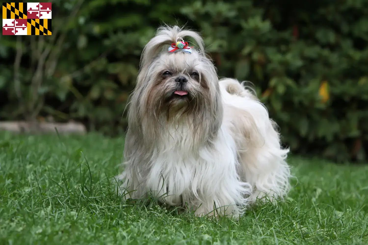 Read more about the article Shih Tzu breeders and puppies in Maryland