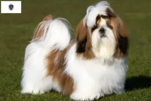 Read more about the article Shih Tzu breeders and puppies in Massachusetts
