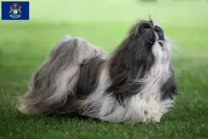 Read more about the article Shih Tzu breeders and puppies in Michigan