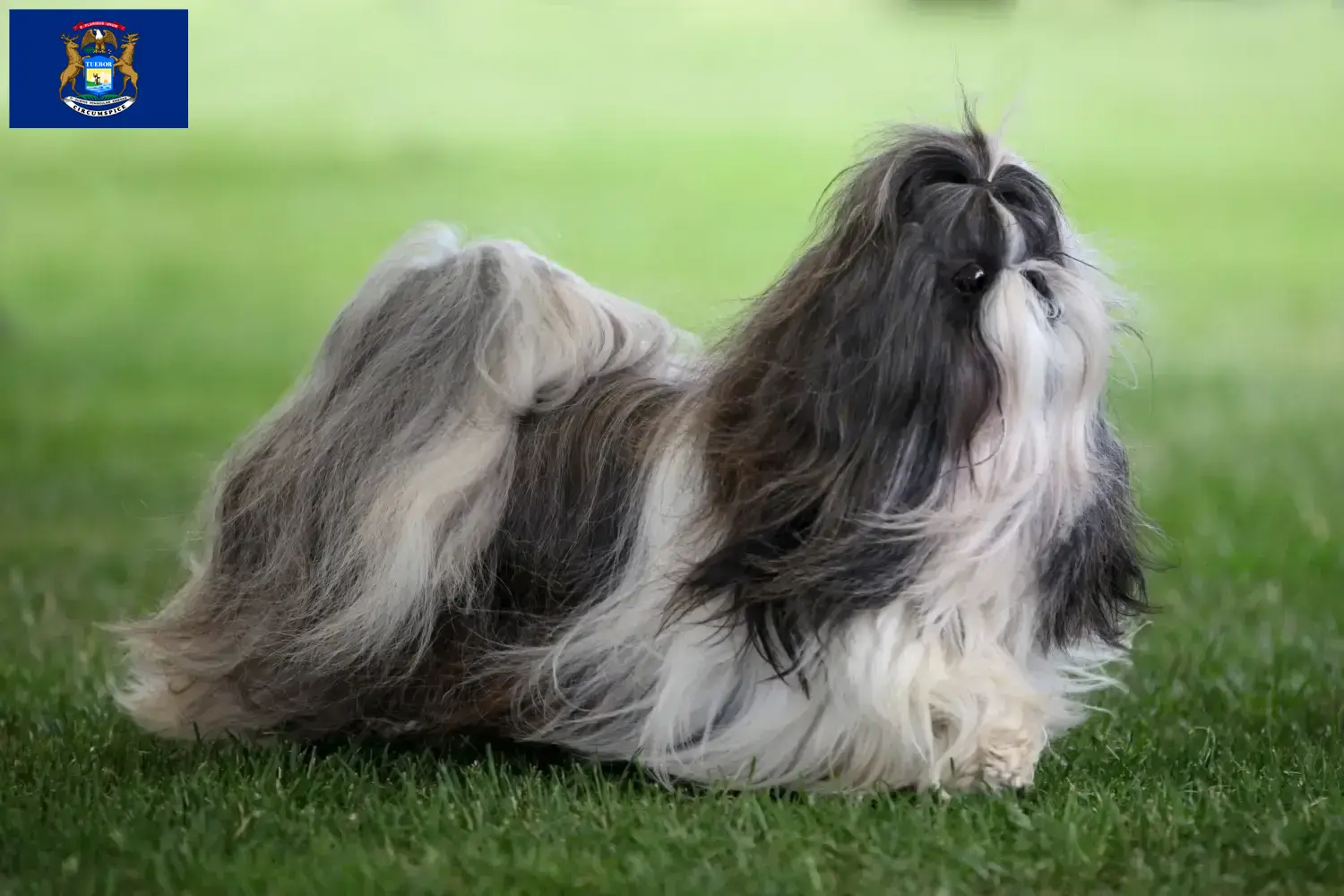 Shih Tzu puppies and breeders Michigan Find Shih Tzu breeders in Michigan.