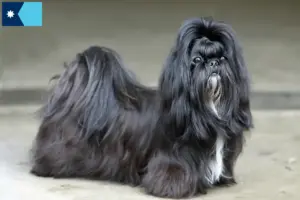 Read more about the article Shih Tzu breeders and puppies in Minnesota