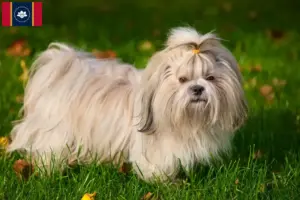 Read more about the article Shih Tzu breeders and puppies in Mississippi
