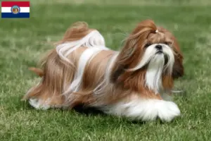 Read more about the article Shih Tzu breeders and puppies in Missouri