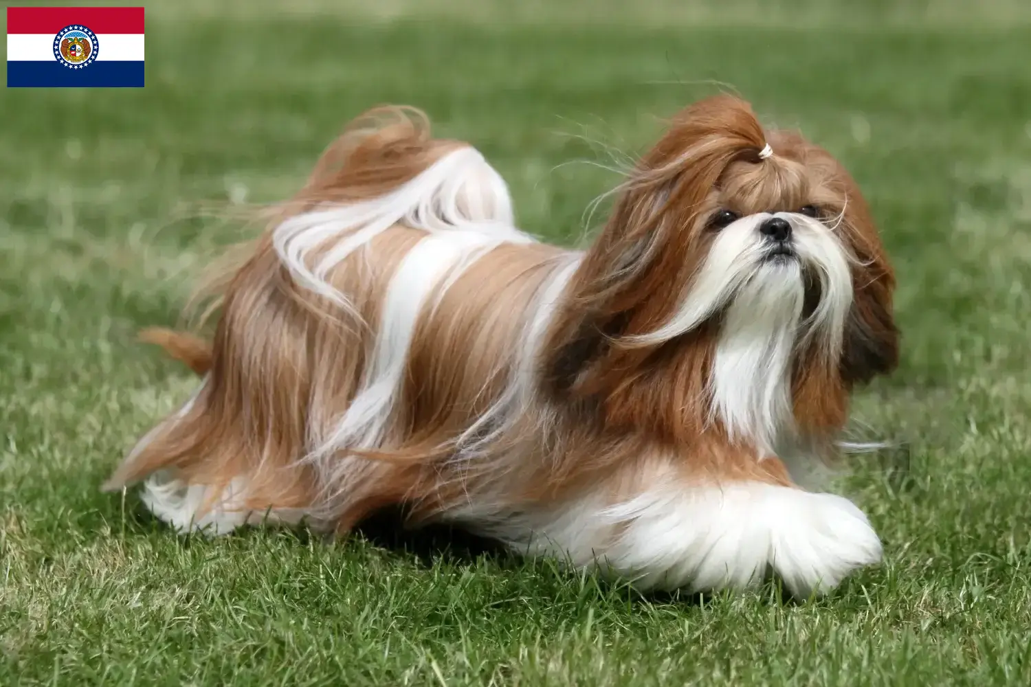 Shih Tzu puppies and breeders Missouri Find Shih Tzu breeders in Missouri here.