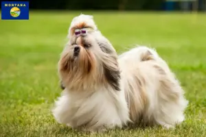 Read more about the article Shih Tzu breeders and puppies in Montana