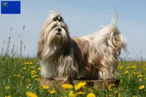 Read more about the article Shih Tzu breeders and puppies in Nevada