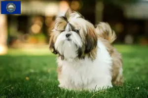 Read more about the article Shih Tzu breeders and puppies in New Hampshire
