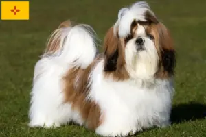 Read more about the article Shih Tzu breeders and puppies in New Mexico