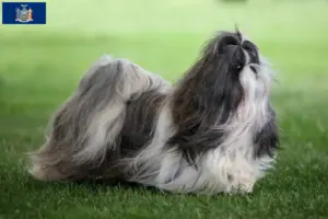 Read more about the article Shih Tzu breeders and puppies in New York