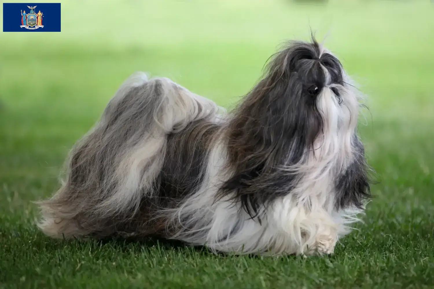 Shih Tzu puppies and breeders New York Find Shih Tzu breeders in New York here.