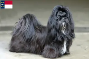 Read more about the article Shih Tzu breeders and puppies in North Carolina