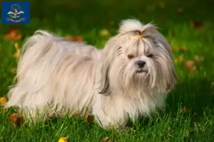 Read more about the article Shih Tzu breeders and puppies in North Dakota
