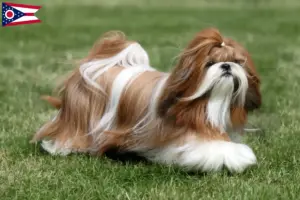 Read more about the article Shih Tzu breeders and puppies in Ohio