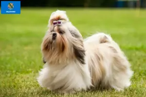 Read more about the article Shih Tzu breeders and puppies in Oklahoma
