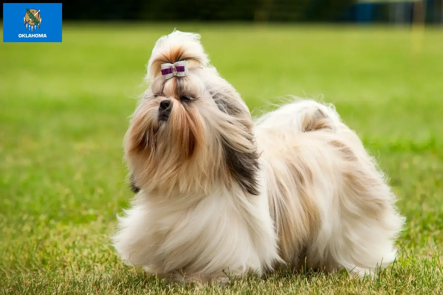 Shih Tzu puppies and breeders Oklahoma Find Shih Tzu breeders in Oklahoma.