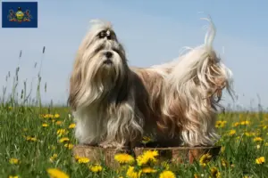 Read more about the article Shih Tzu breeders and puppies in Pennsylvania