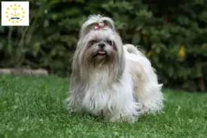 Read more about the article Shih Tzu breeders and puppies in Rhode Island