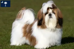 Read more about the article Shih Tzu breeders and puppies in South Carolina