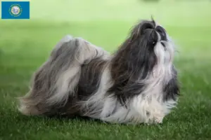 Read more about the article Shih Tzu breeders and puppies in South Dakota