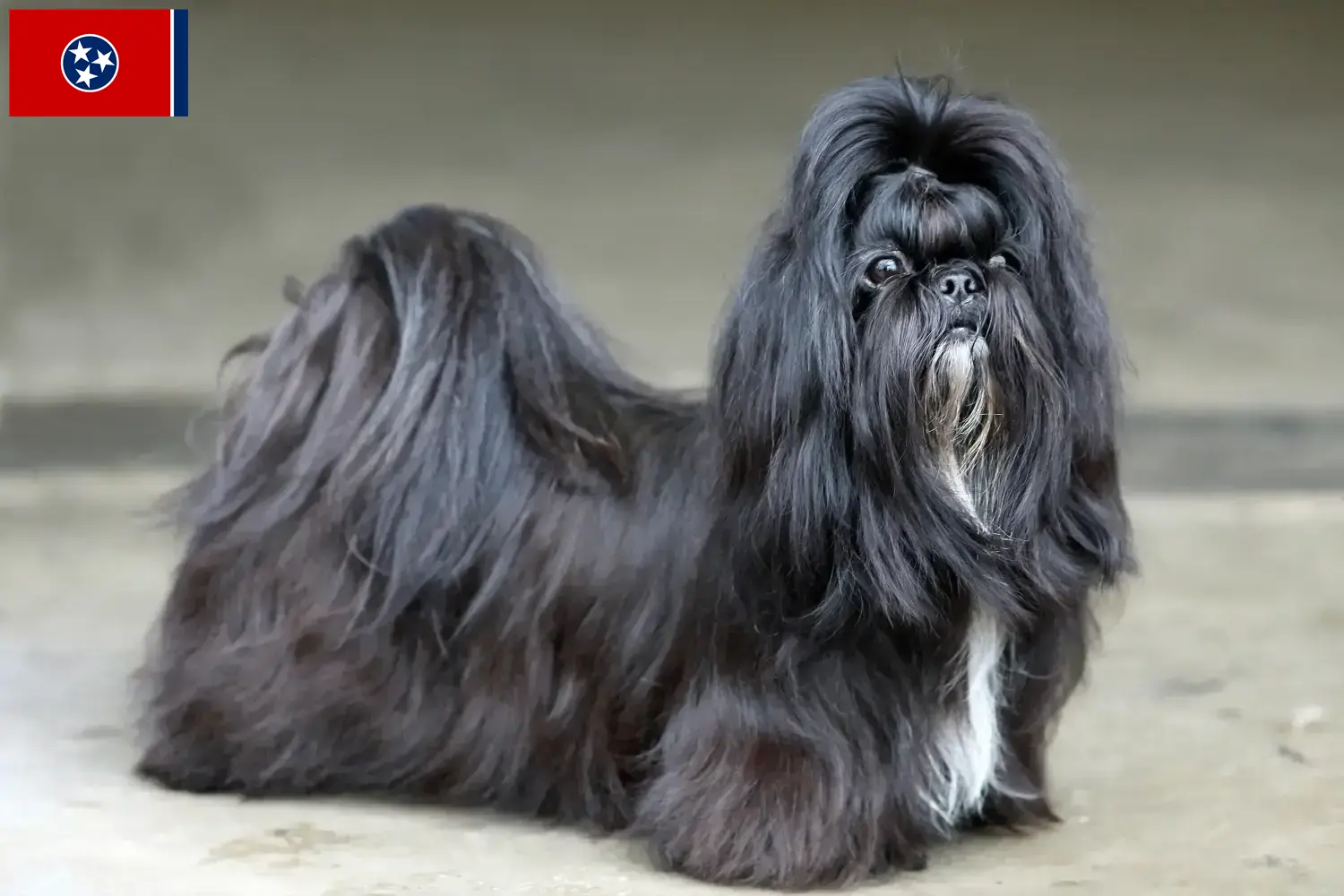Shih Tzu puppies and breeder Tennessee Find Shih Tzu breeders in Tennessee.