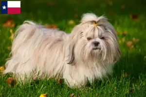 Read more about the article Shih Tzu breeders and puppies in Texas