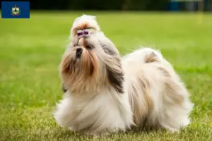 Read more about the article Shih Tzu breeders and puppies in Vermont