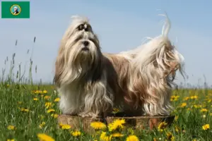 Read more about the article Shih Tzu breeders and puppies in Washington