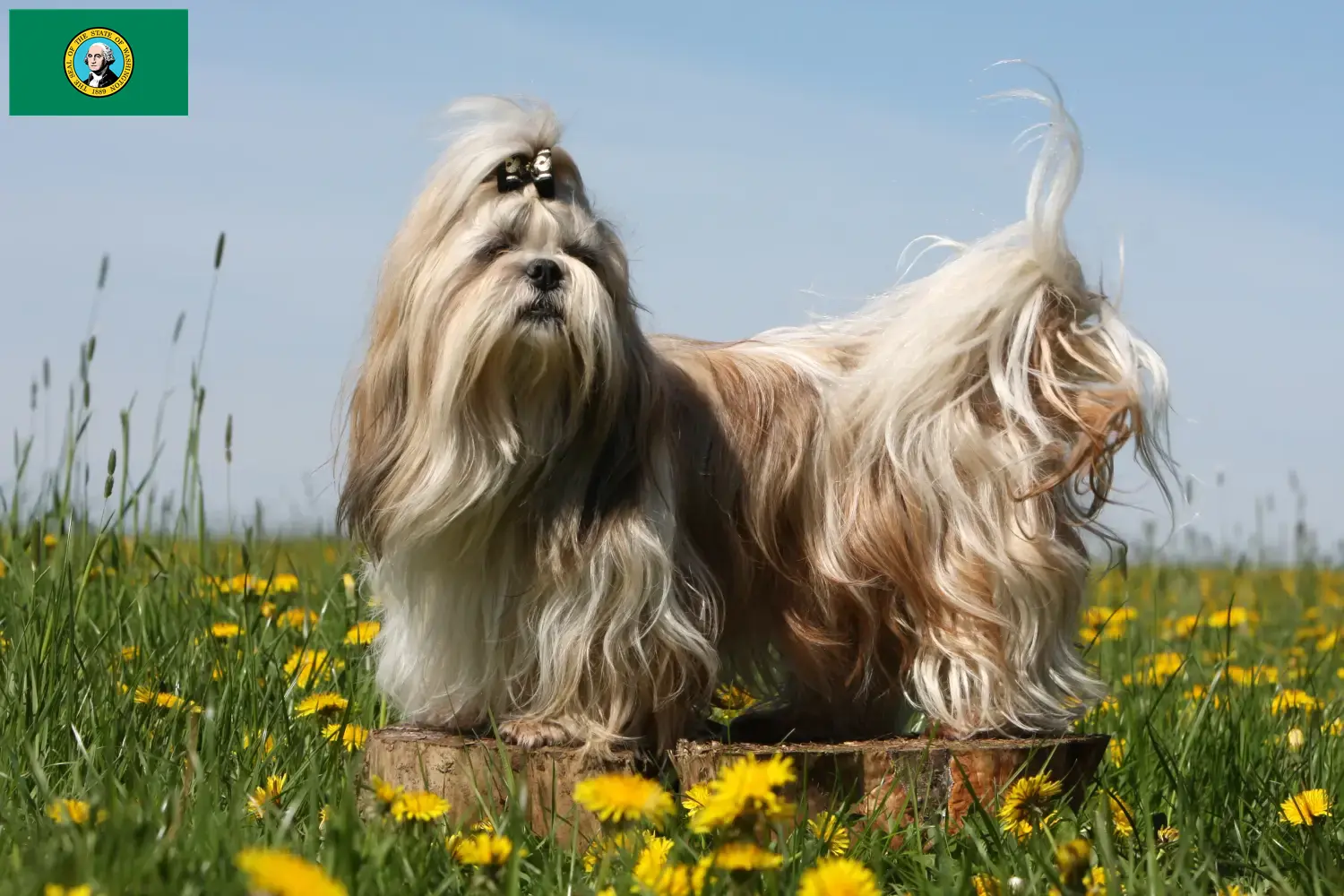 Shih Tzu puppies and breeders Washington Find Shih Tzu breeders in Washington here.