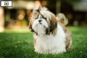 Read more about the article Shih Tzu breeders and puppies in West Virginia