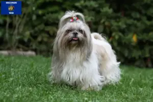 Read more about the article Shih Tzu breeders and puppies in Wisconsin