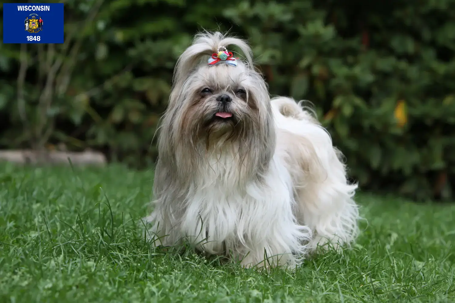 Shih Tzu puppies and breeders Wisconsin Find Shih Tzu breeders in Wisconsin.