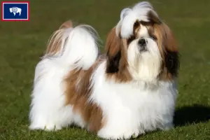 Read more about the article Shih Tzu breeders and puppies in Wyoming