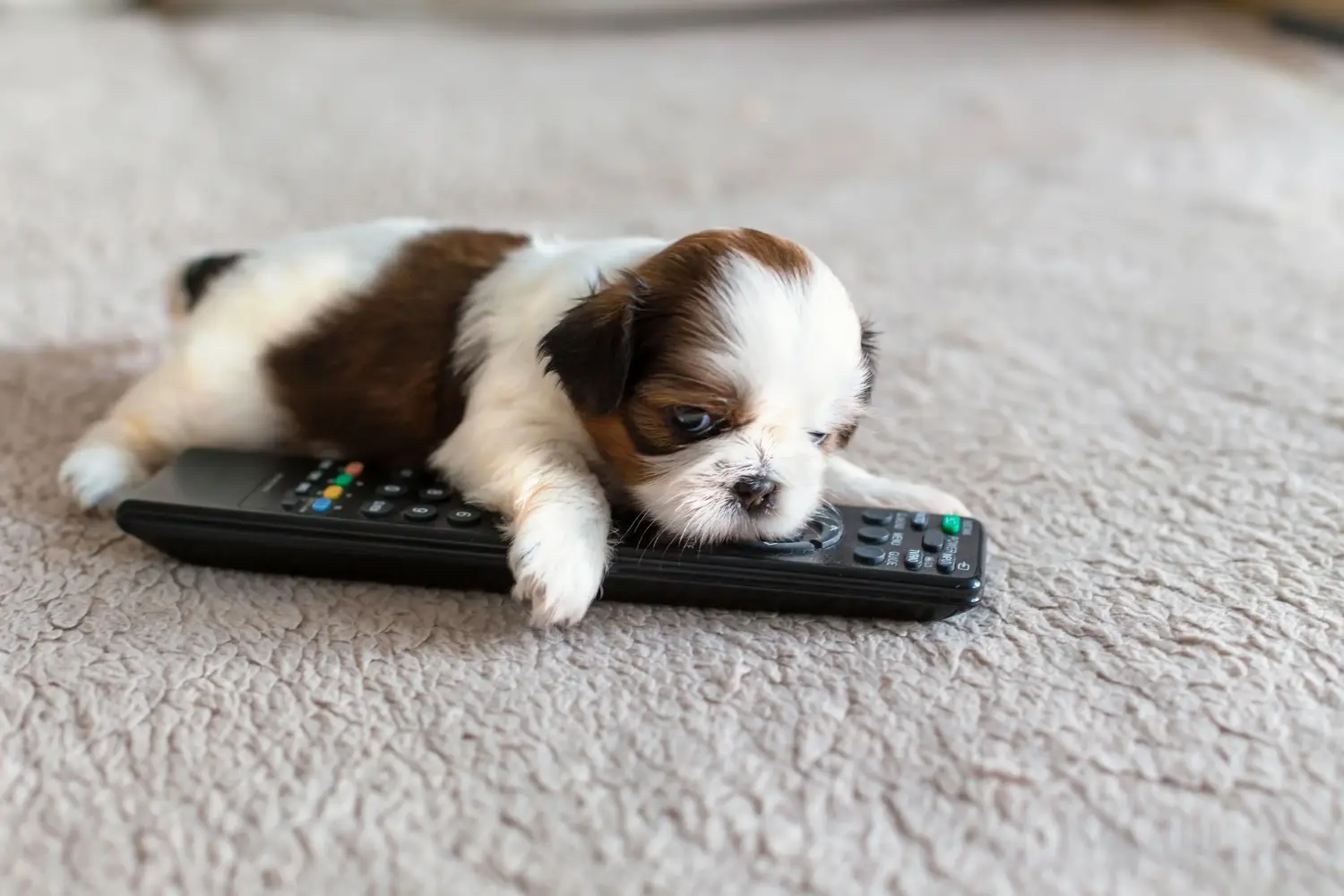 Buying a Shih Tzu puppy means taking responsibility! Buy Shih Tzu puppies.