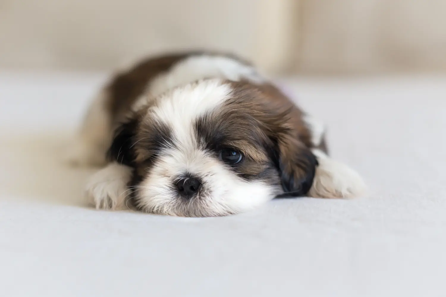Buying a Shih Tzu puppy means taking responsibility! Buy Shih Tzu puppies.