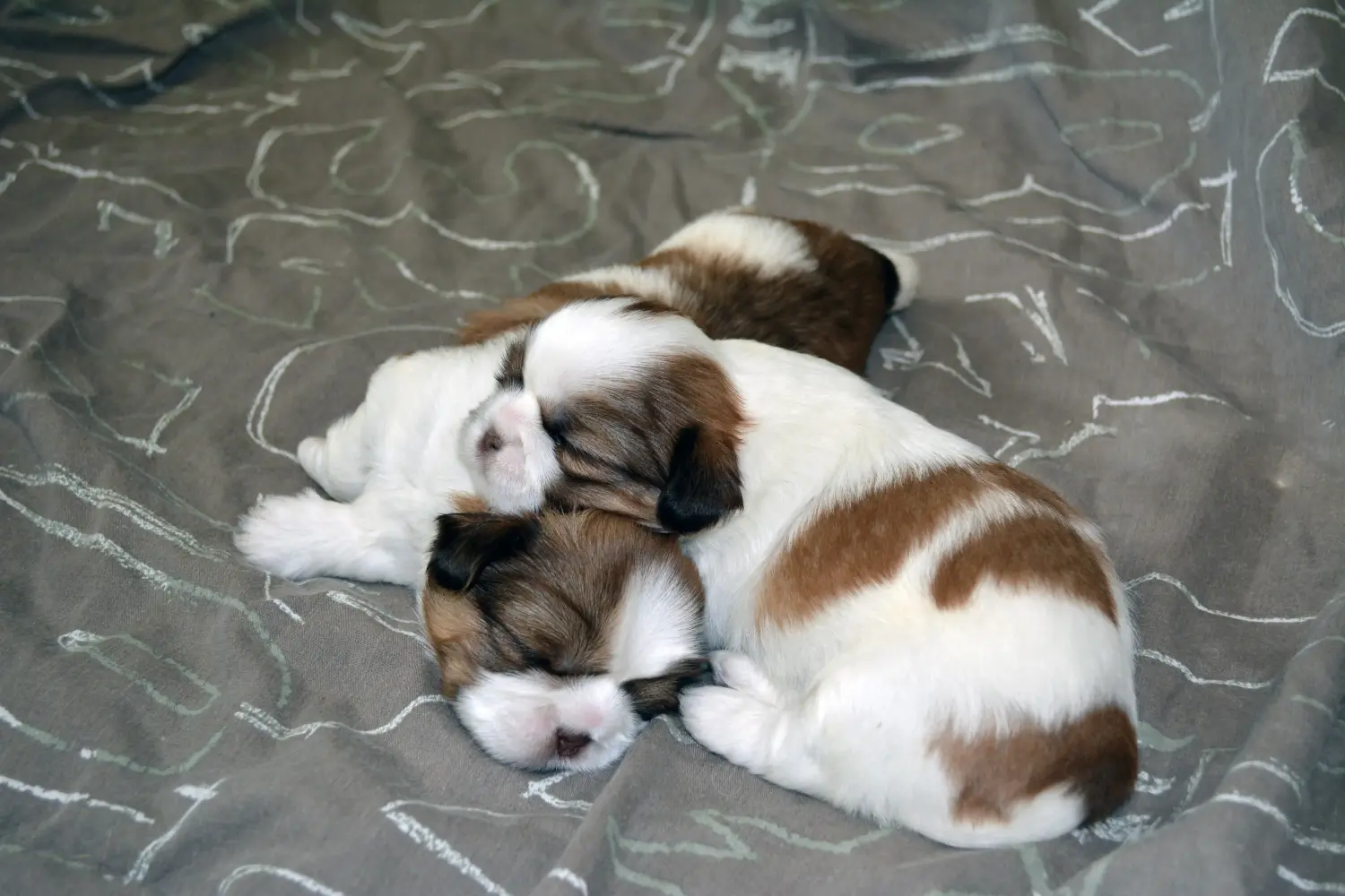 Buying a Shih Tzu puppy means taking responsibility! Buy Shih Tzu puppies.