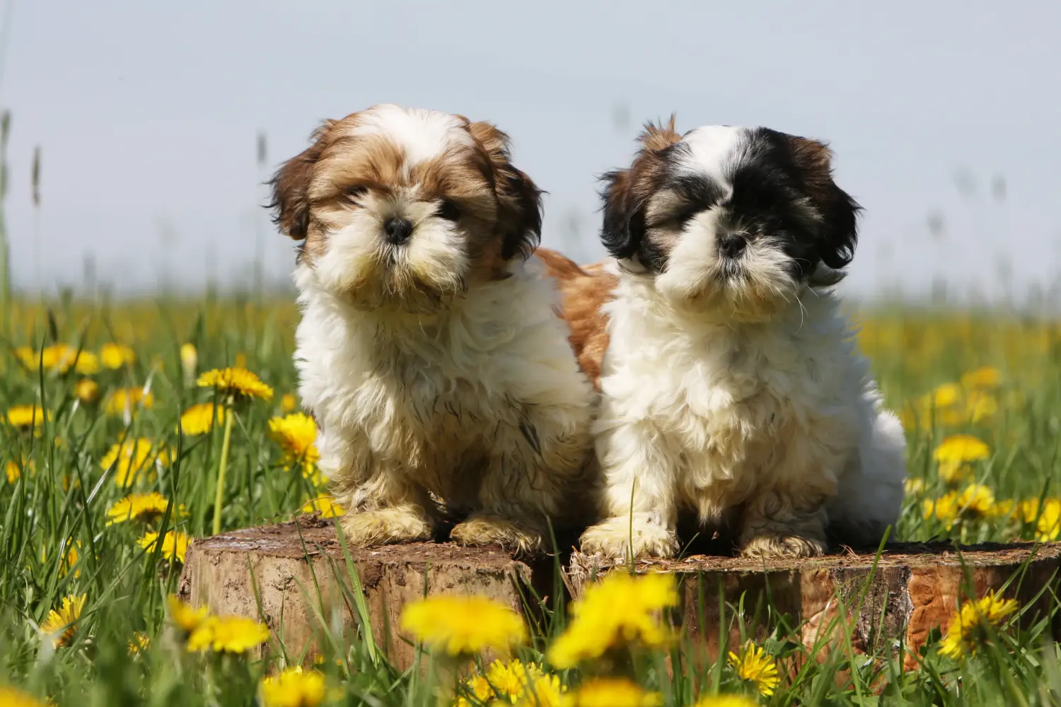 Buying a Shih Tzu puppy means taking responsibility! Buy Shih Tzu puppies.