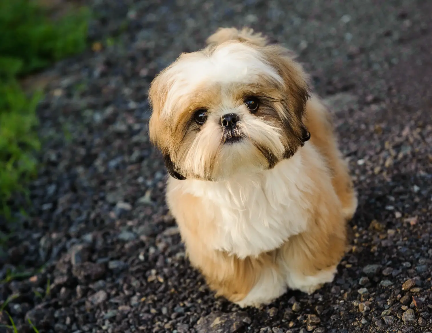 Buying a Shih Tzu puppy means taking responsibility! Buy Shih Tzu puppies.