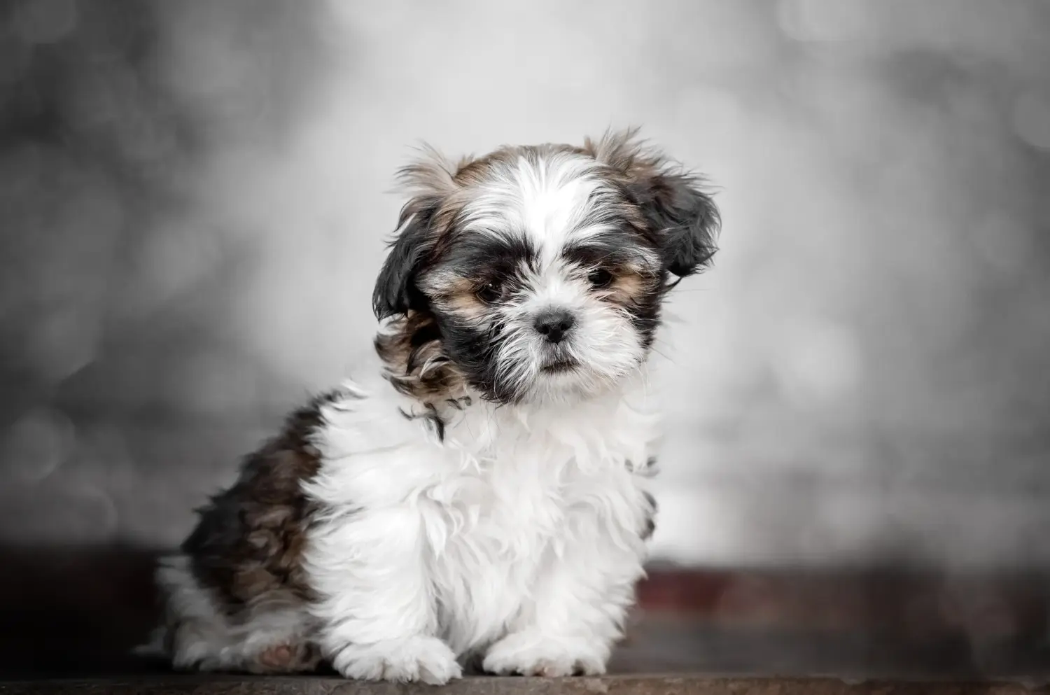 Buying a Shih Tzu puppy means taking responsibility! Buy Shih Tzu puppies.