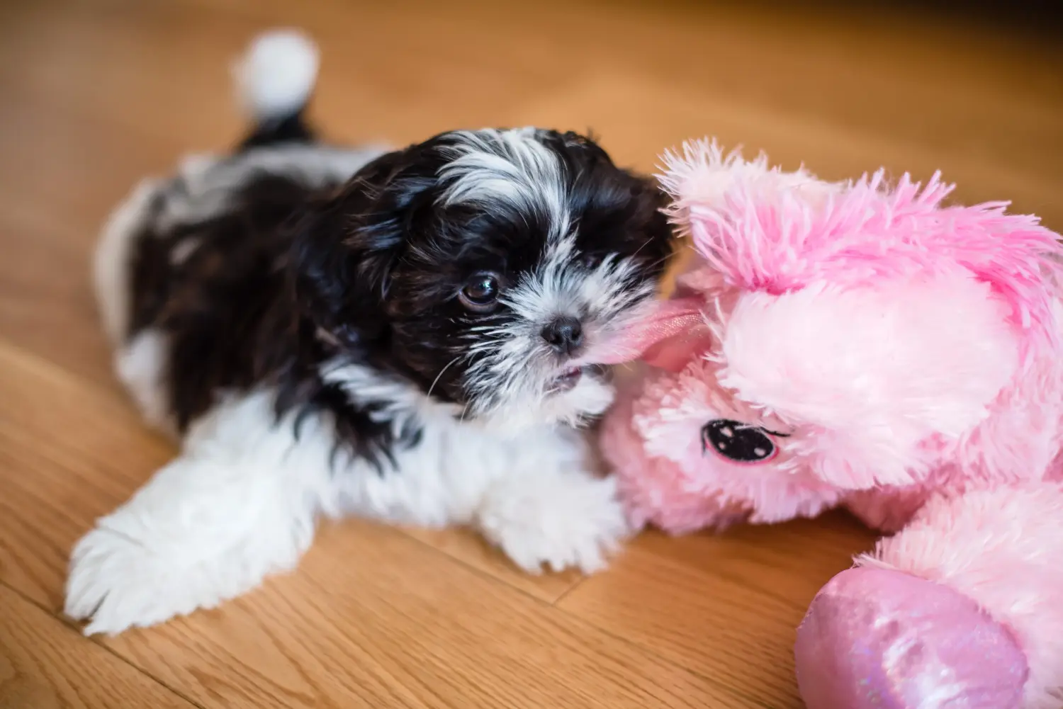 Buying a Shih Tzu puppy means taking responsibility! Buy Shih Tzu puppies.