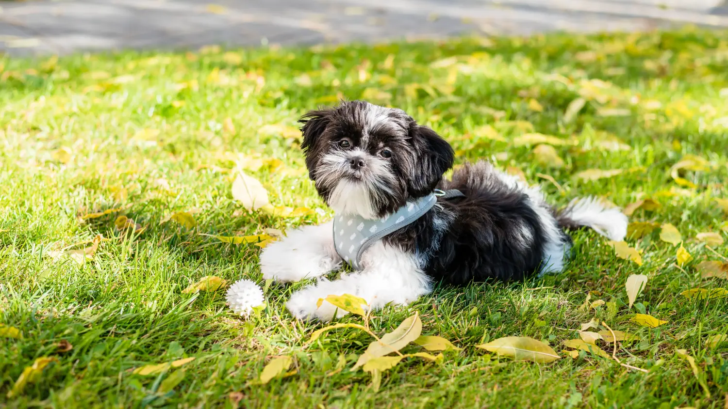 Buying a Shih Tzu puppy means taking responsibility! Buy Shih Tzu puppies.
