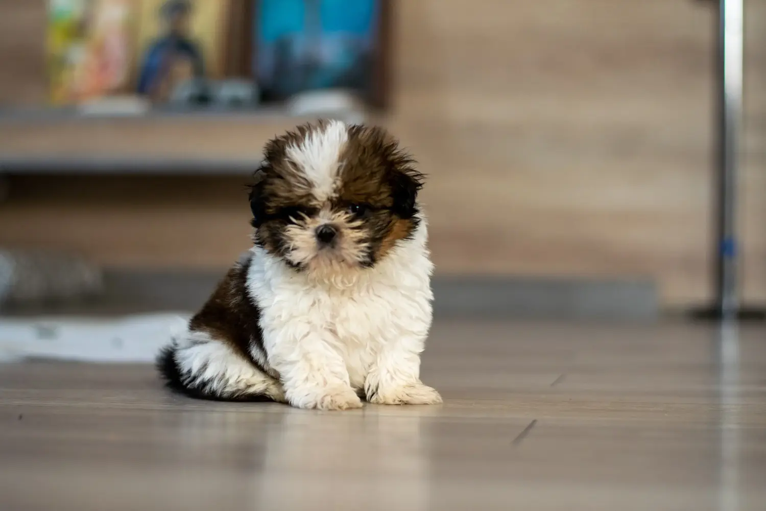 Buying a Shih Tzu puppy means taking responsibility! Buy Shih Tzu puppies.