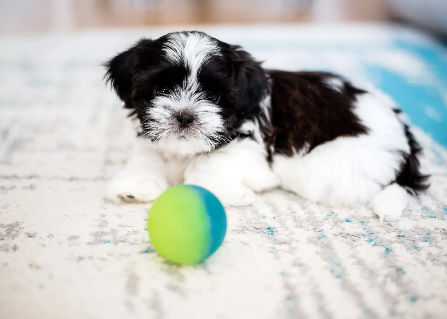 Buying a Shih Tzu puppy means taking responsibility! Buy Shih Tzu puppies.